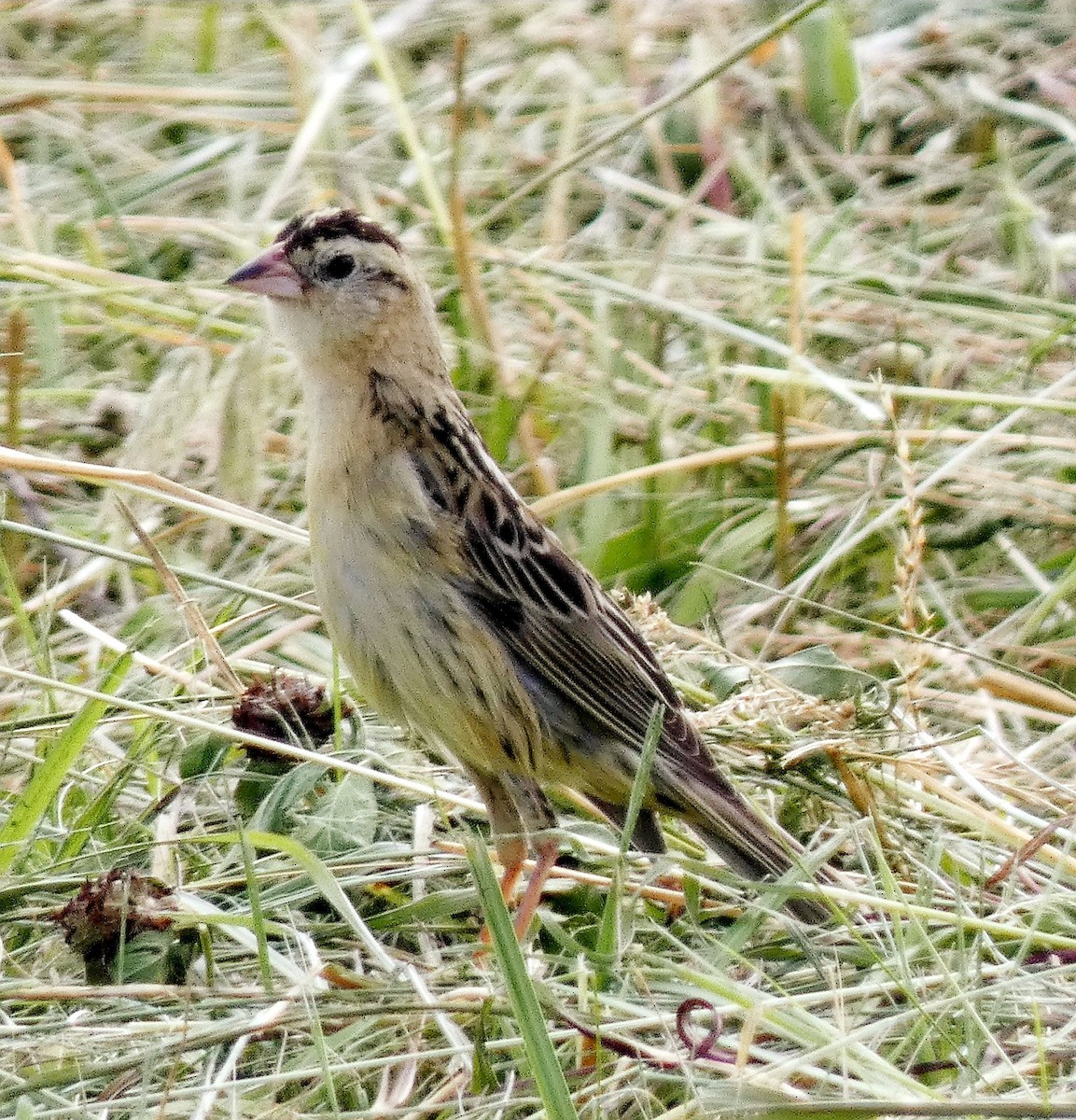 bobolink americký - ML620269320