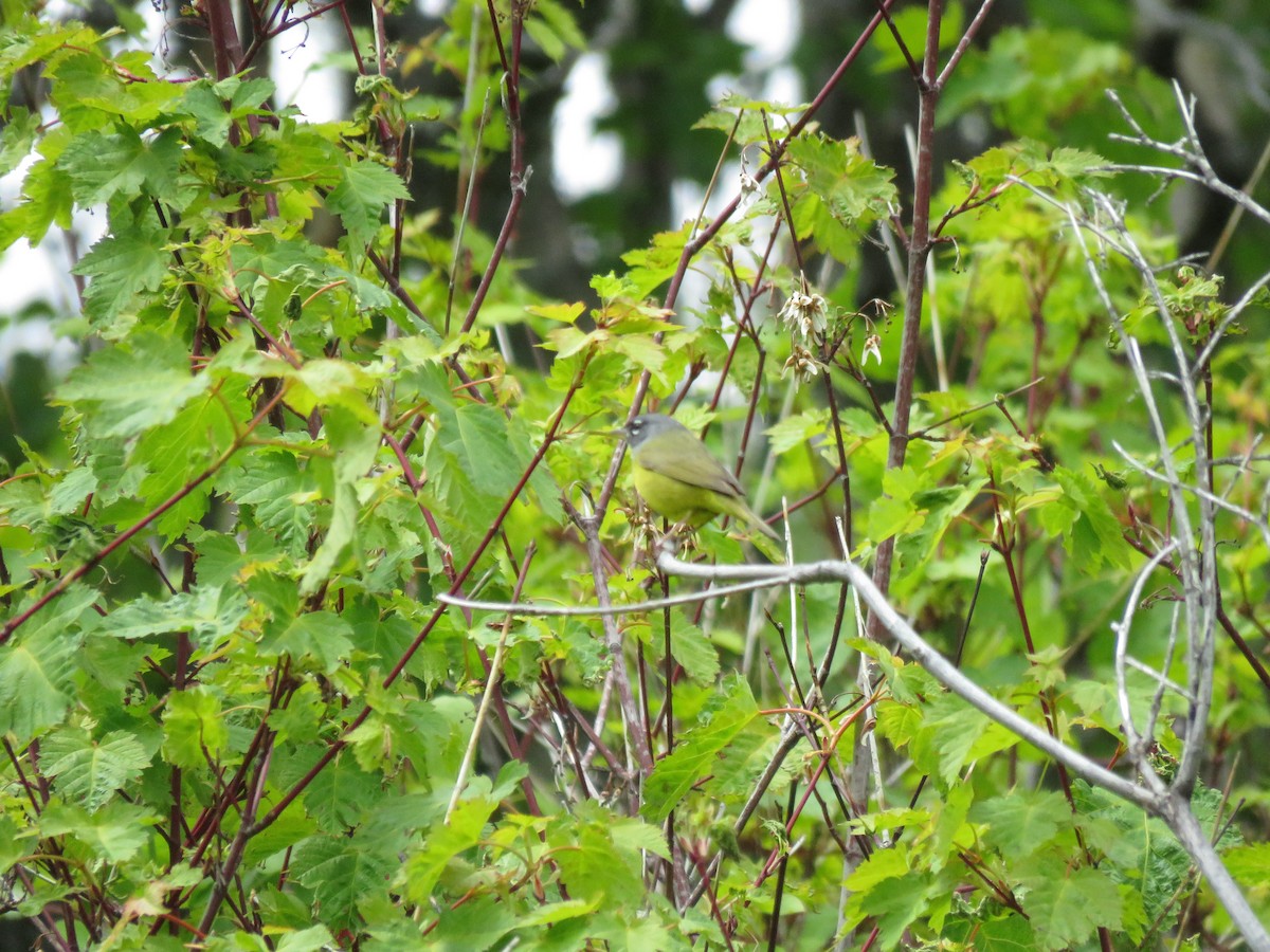 MacGillivray's Warbler - ML620269321