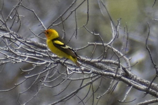 Western Tanager - ML620269326