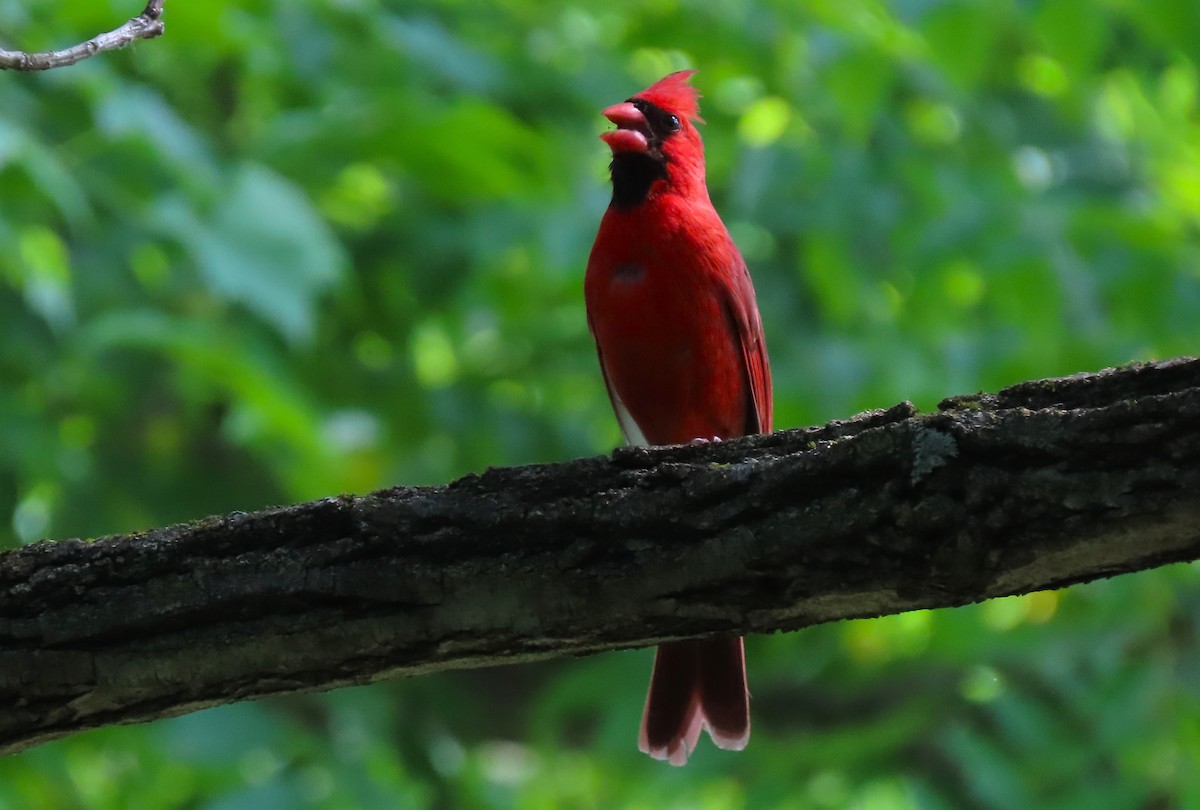 Cardinal rouge - ML620269330