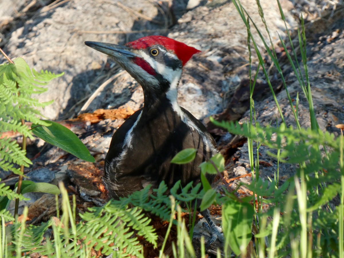 Pileated Woodpecker - ML620269334