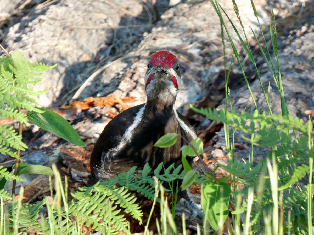 Pileated Woodpecker - ML620269336