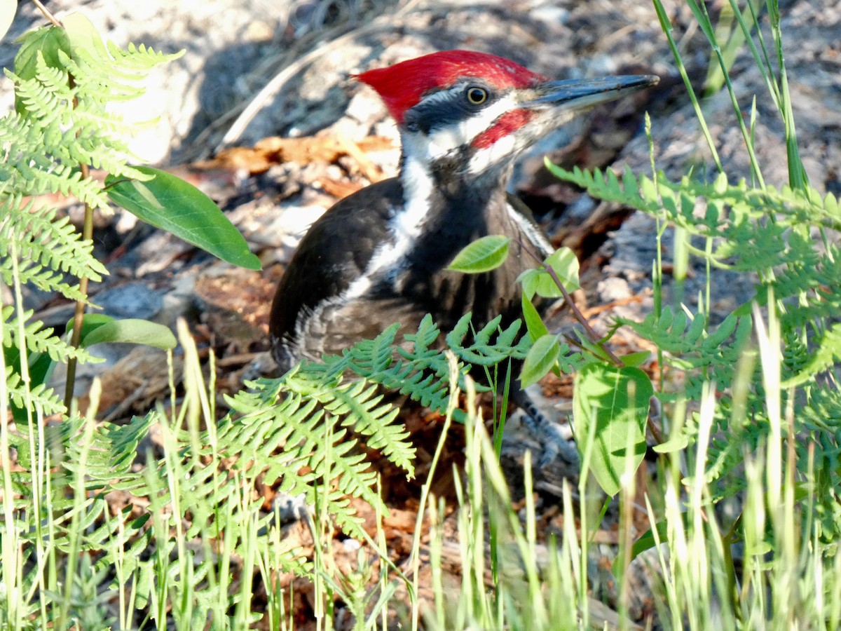 Pileated Woodpecker - ML620269339