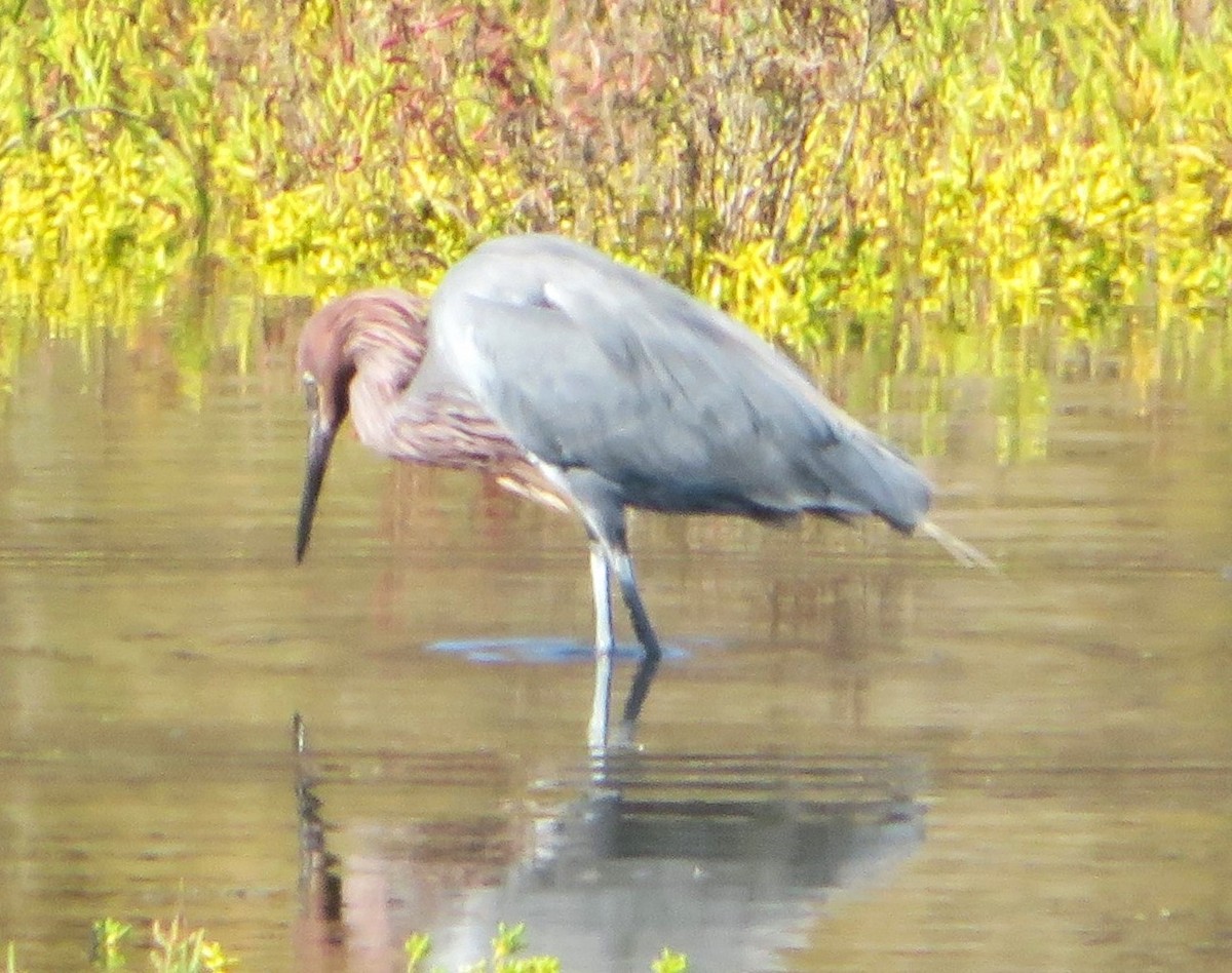 Reddish Egret - ML620269340