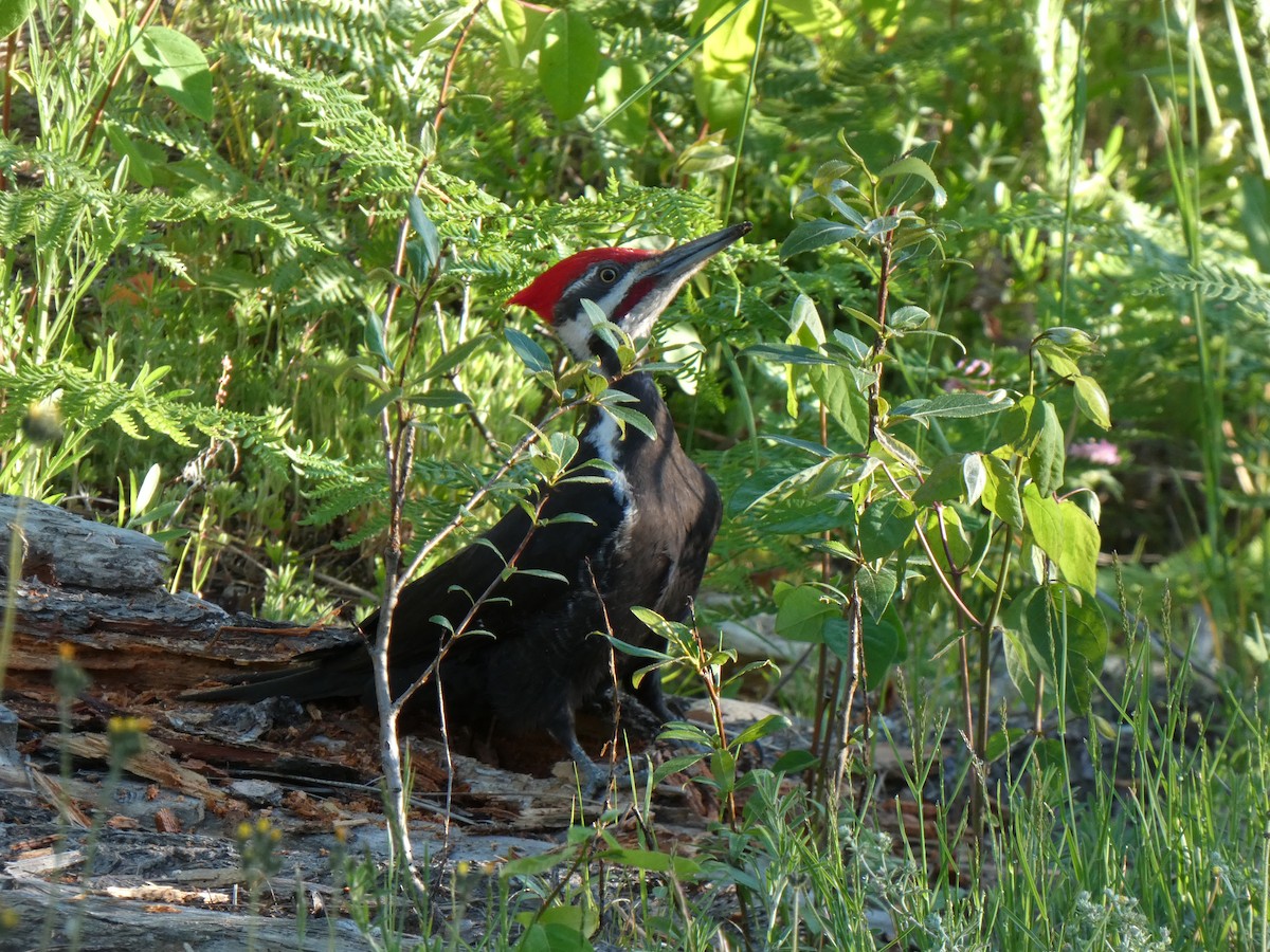 Pileated Woodpecker - ML620269341