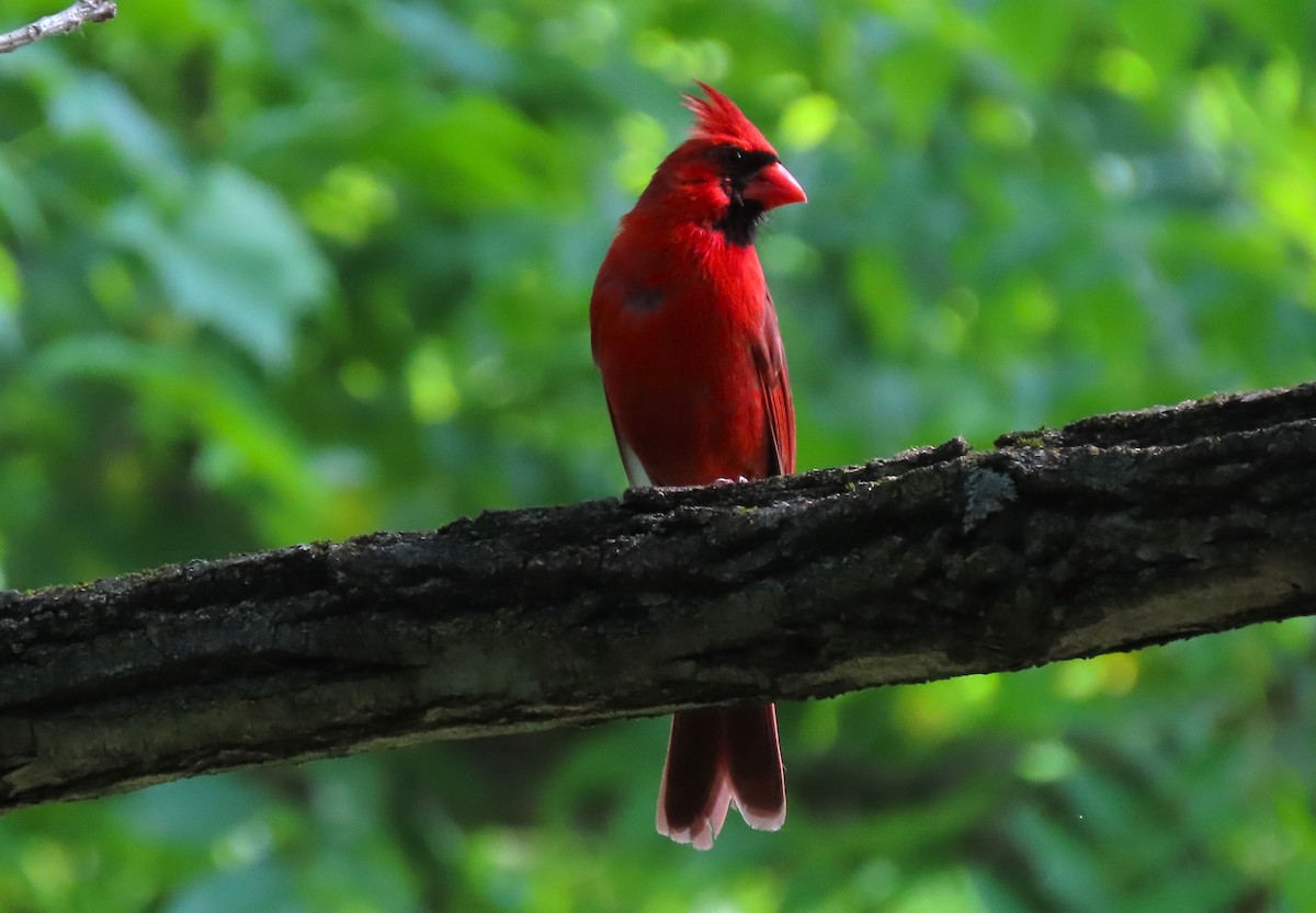 Cardinal rouge - ML620269346
