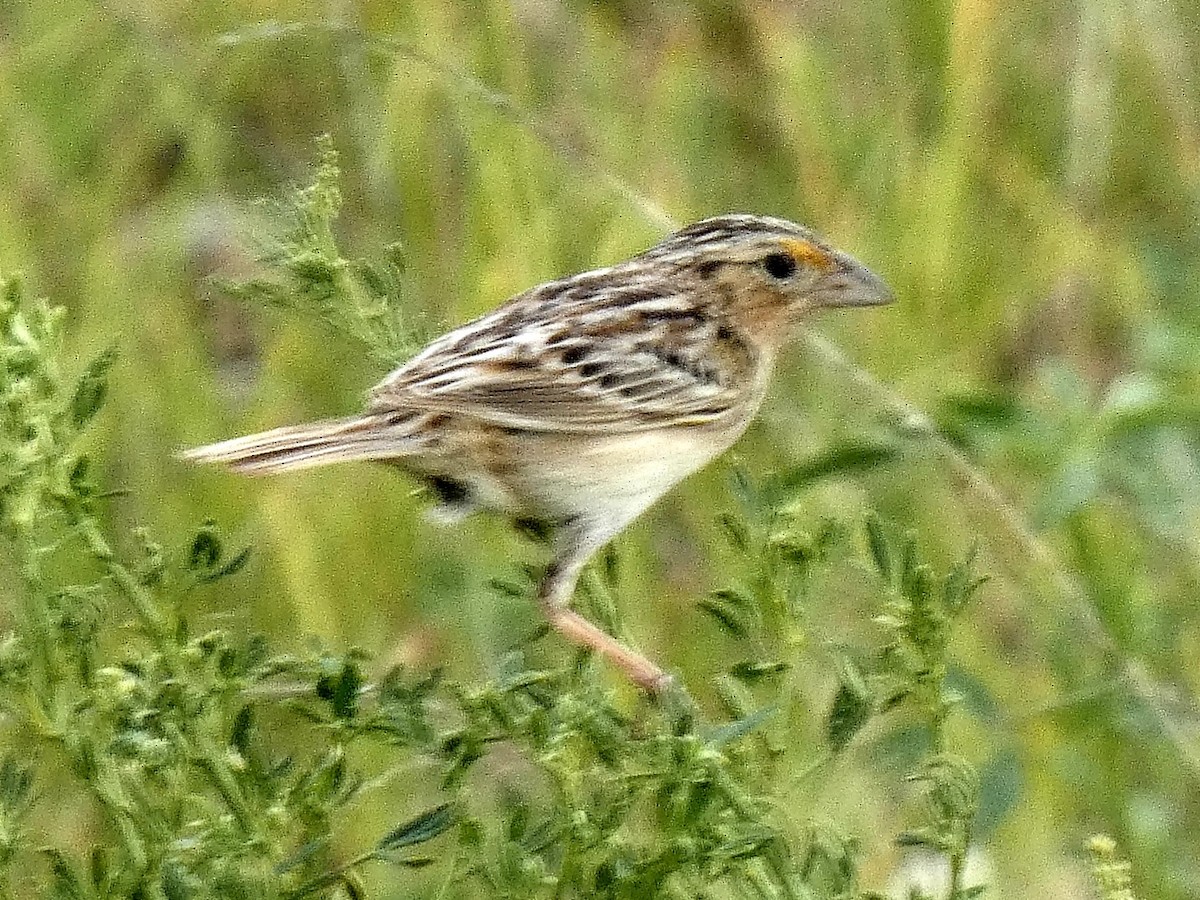 Grasshopper Sparrow - ML620269348