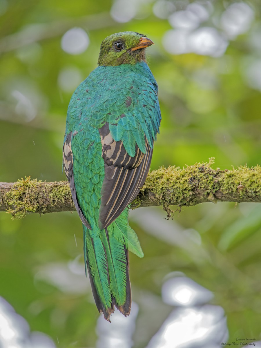 Golden-headed Quetzal - ML620269353