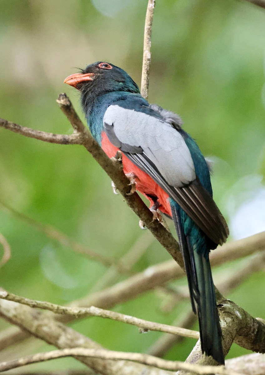 Gri Kuyruklu Trogon - ML620269357