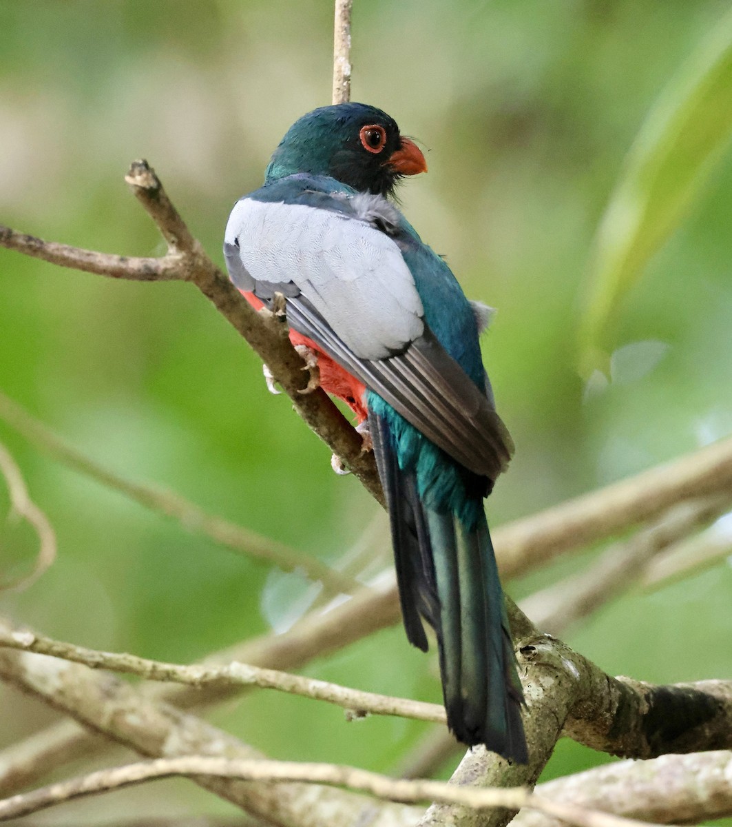 Gri Kuyruklu Trogon - ML620269358