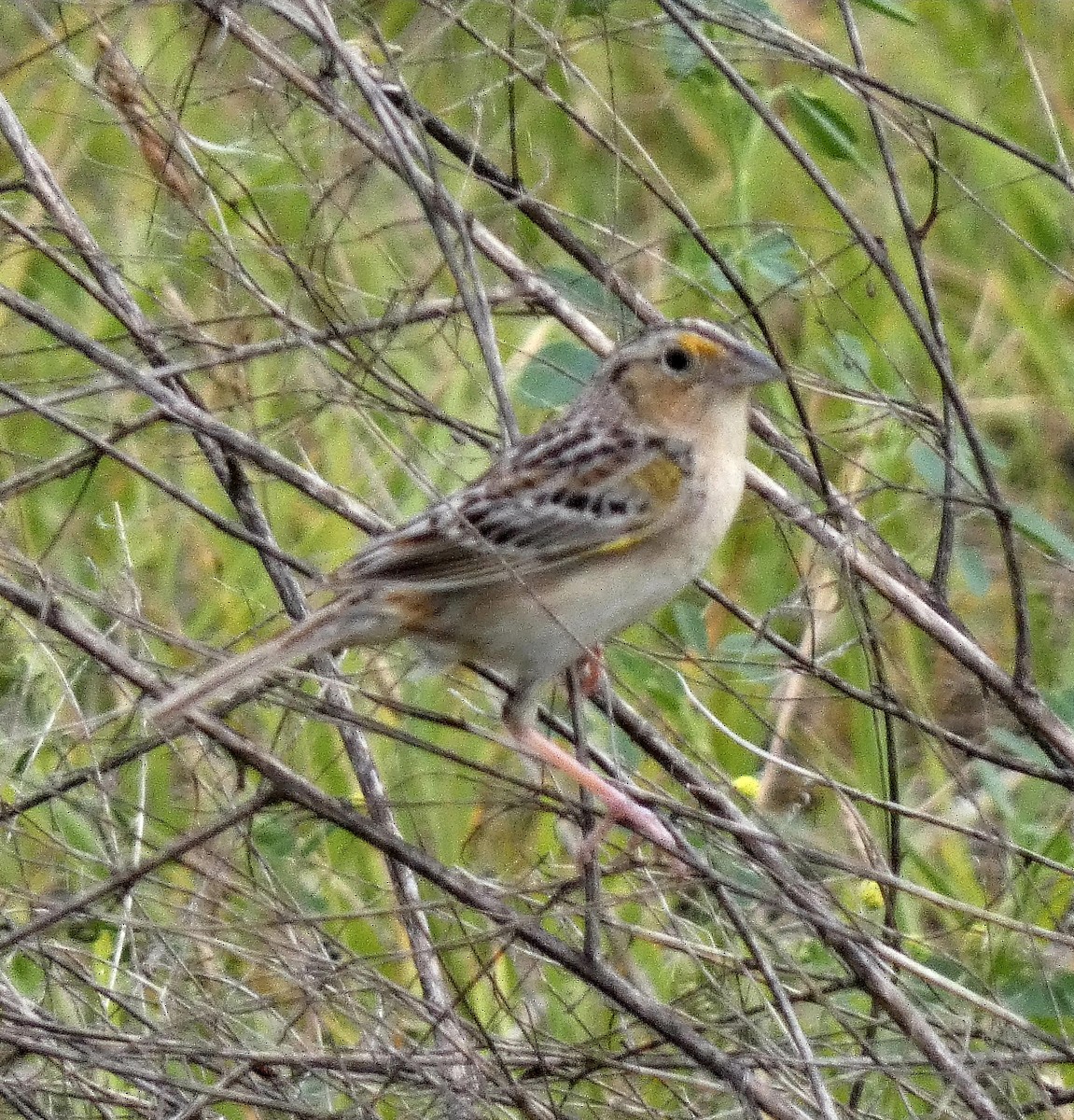 Grasshopper Sparrow - ML620269363