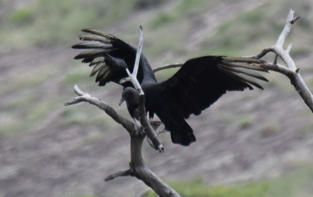 Black Vulture - ML620269364