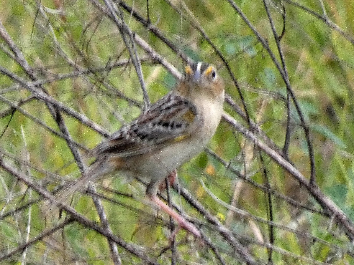 Grasshopper Sparrow - ML620269369