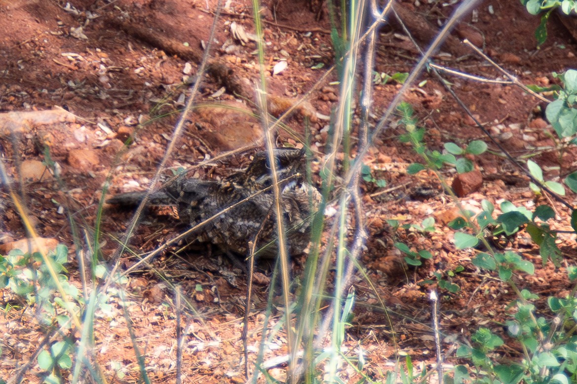 Indian Nightjar - ML620269371