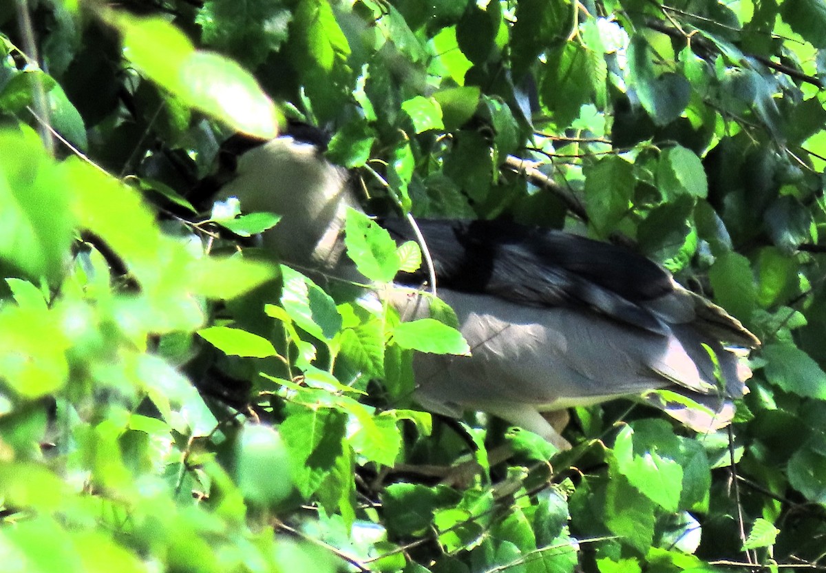 Black-crowned Night Heron - ML620269373