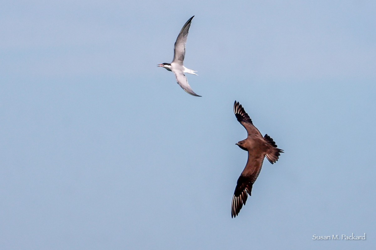 Parasitic Jaeger - ML620269377