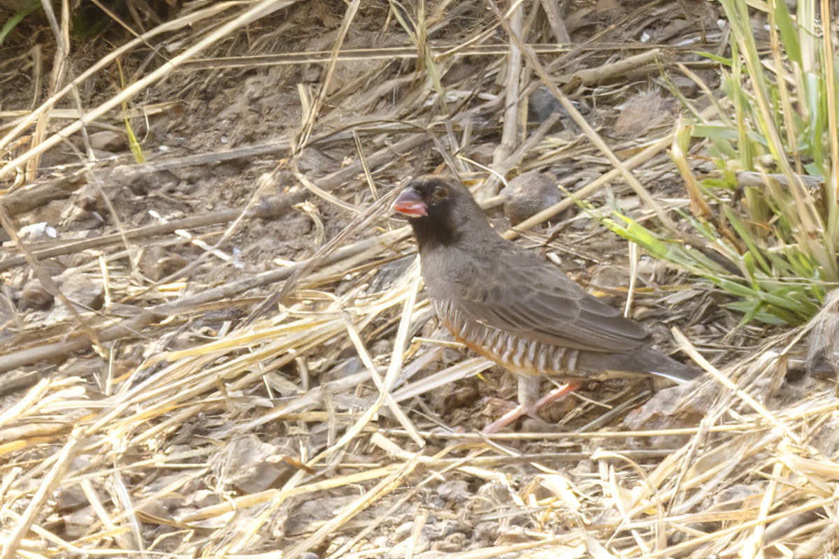 Quailfinch (Black-faced) - ML620269384