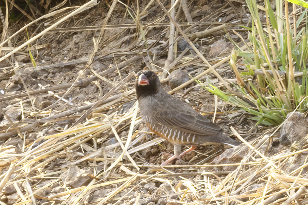 Quailfinch (Black-faced) - ML620269387