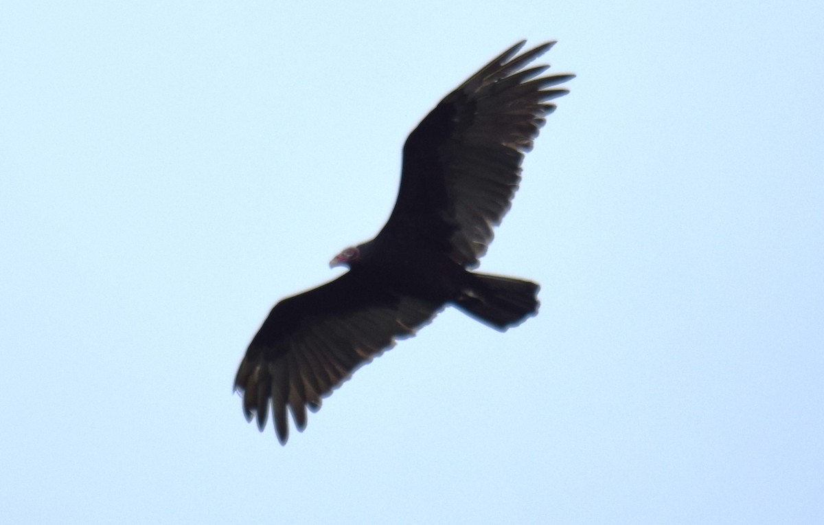 Turkey Vulture - ML620269388