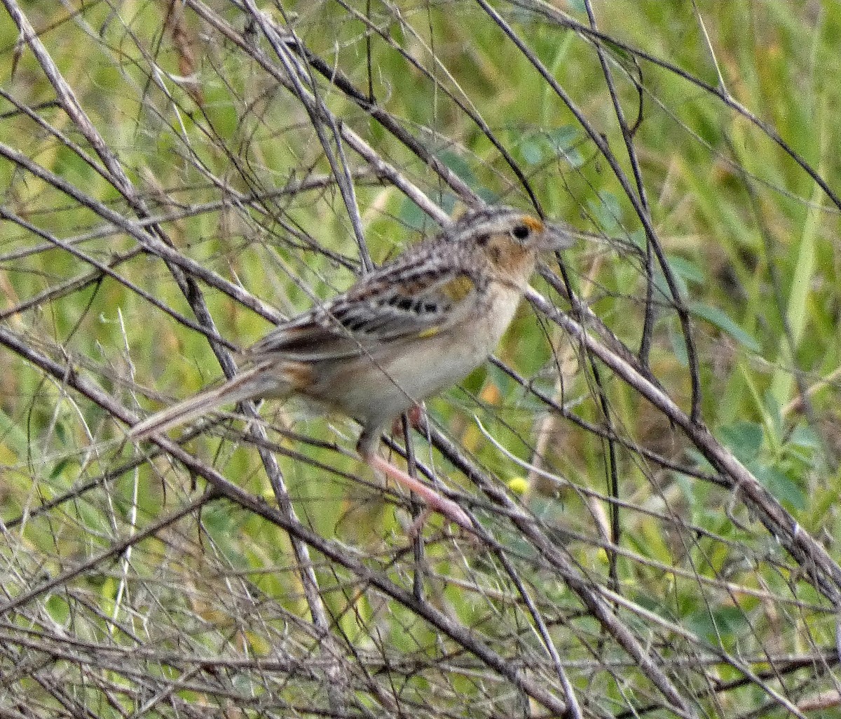 Grasshopper Sparrow - ML620269389