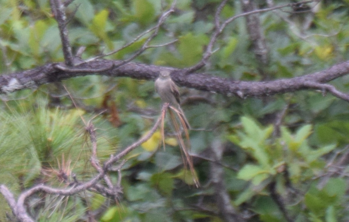 Greater Pewee - ML620269390
