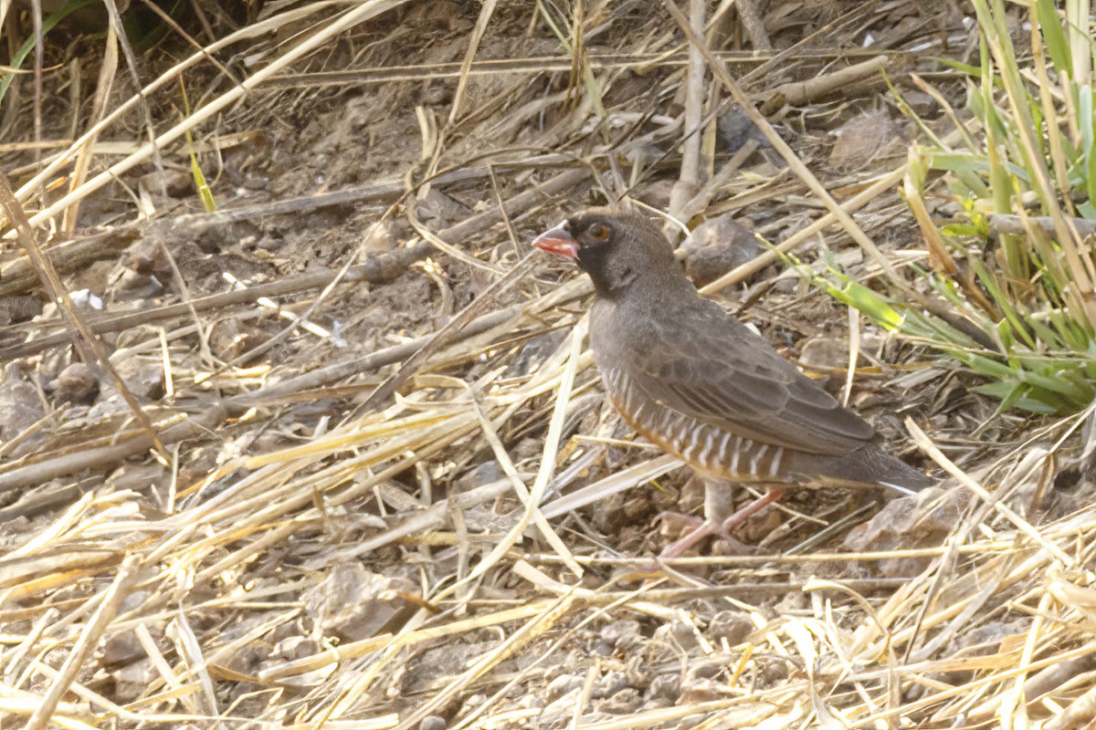 Quailfinch (Black-faced) - ML620269391