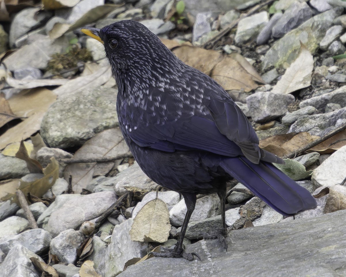 Blue Whistling-Thrush - ML620269398