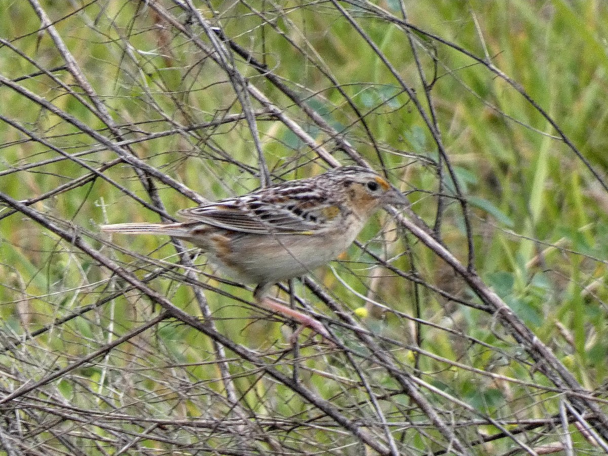 Grasshopper Sparrow - ML620269414