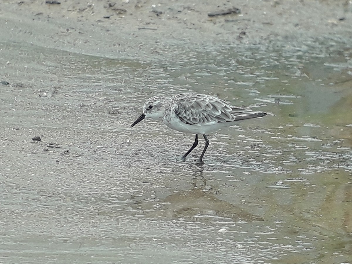 Little Stint - ML620269416