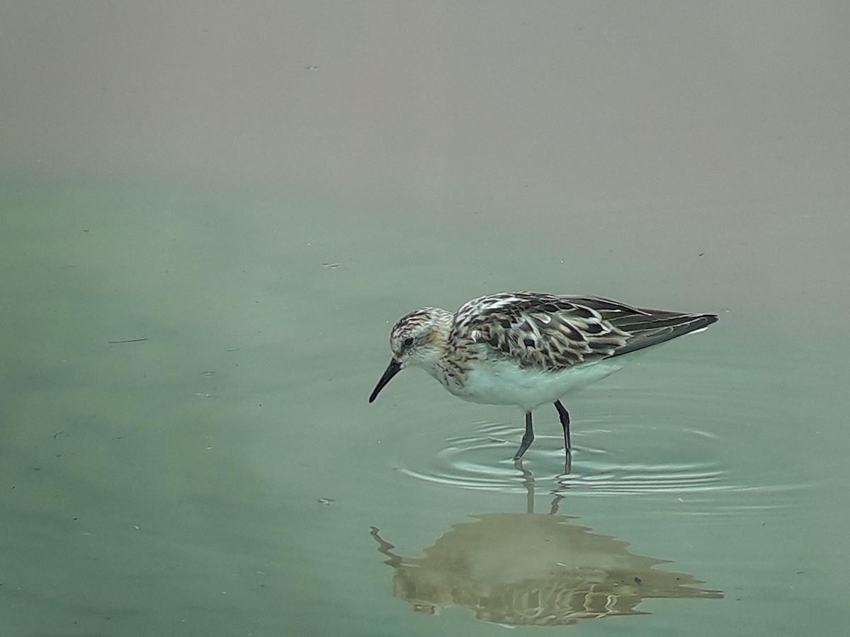 Little Stint - ML620269417