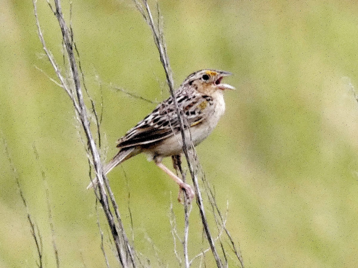 Grasshopper Sparrow - ML620269419