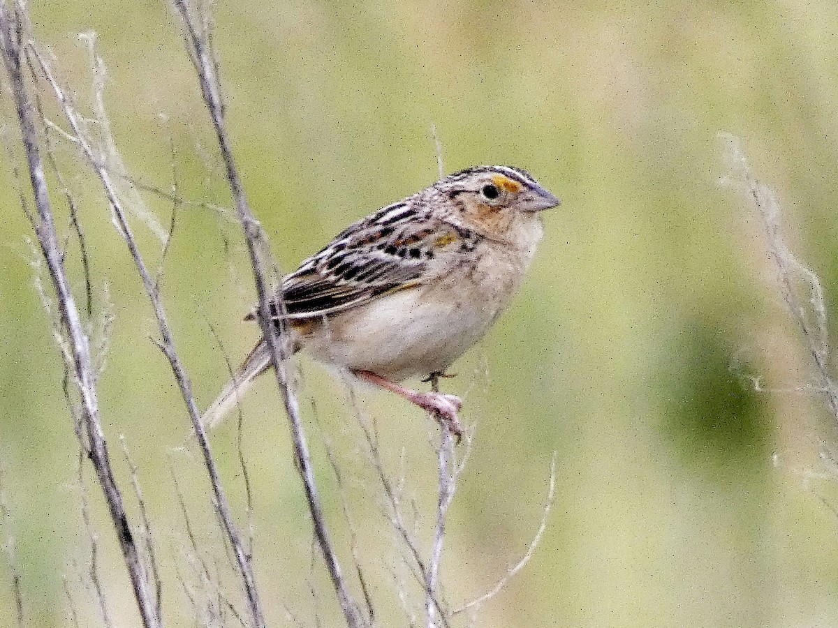 Grasshopper Sparrow - ML620269423