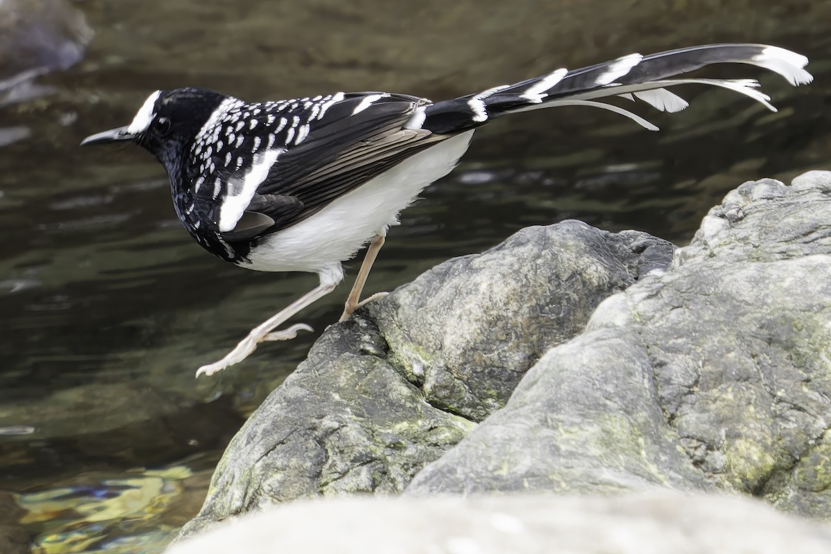 Spotted Forktail - ML620269424
