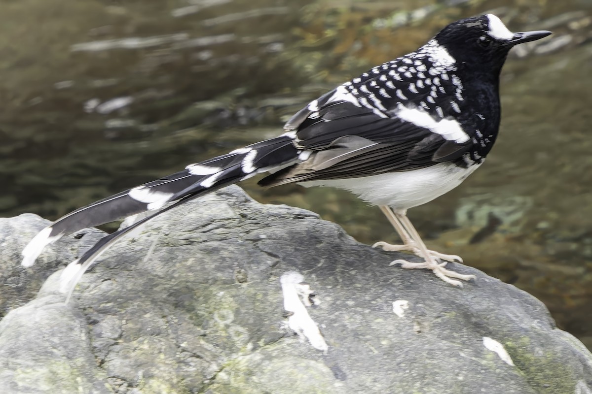 Spotted Forktail - ML620269425