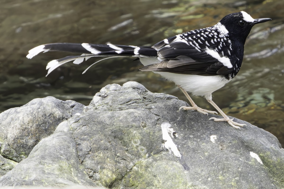 Spotted Forktail - ML620269426