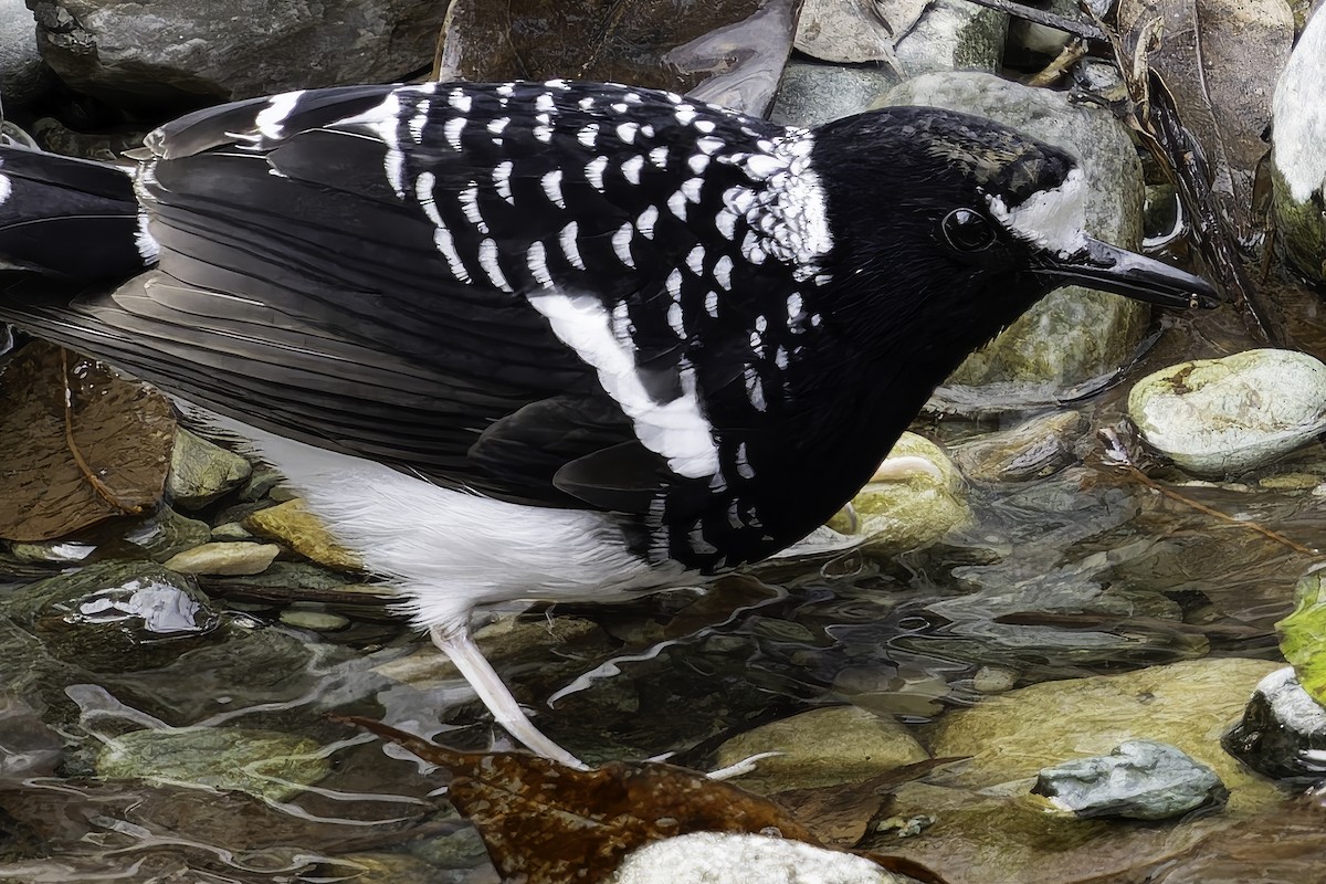 Spotted Forktail - ML620269427