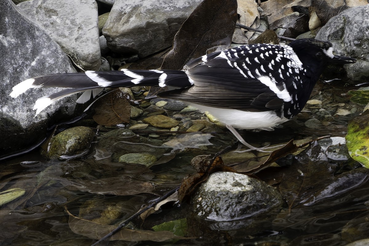 Spotted Forktail - ML620269428