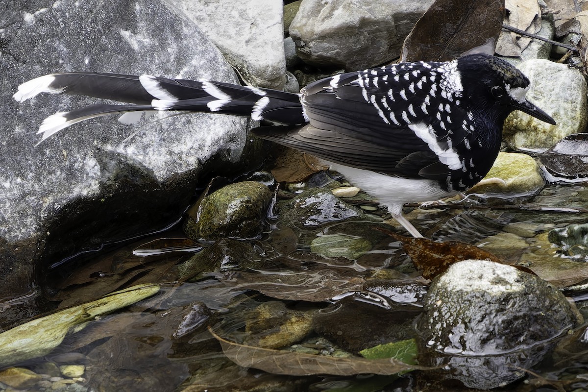 Spotted Forktail - ML620269429