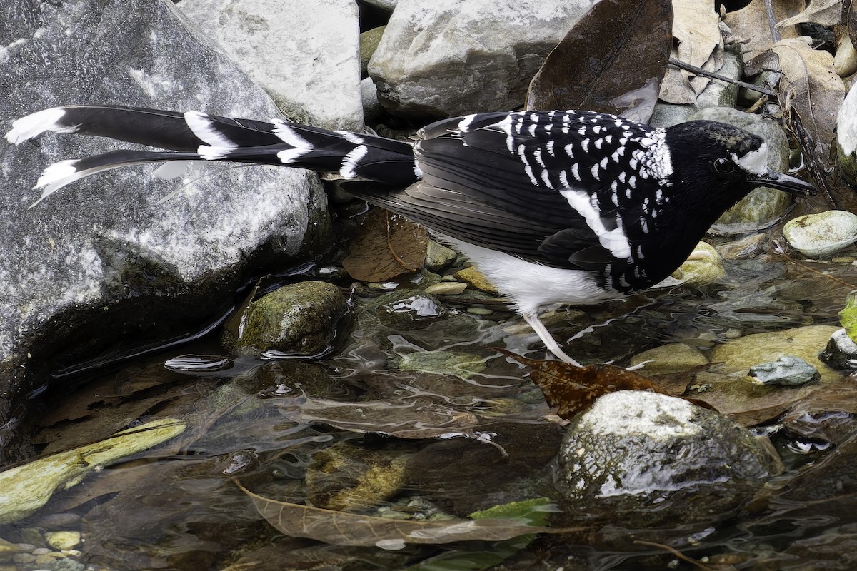 Spotted Forktail - ML620269430