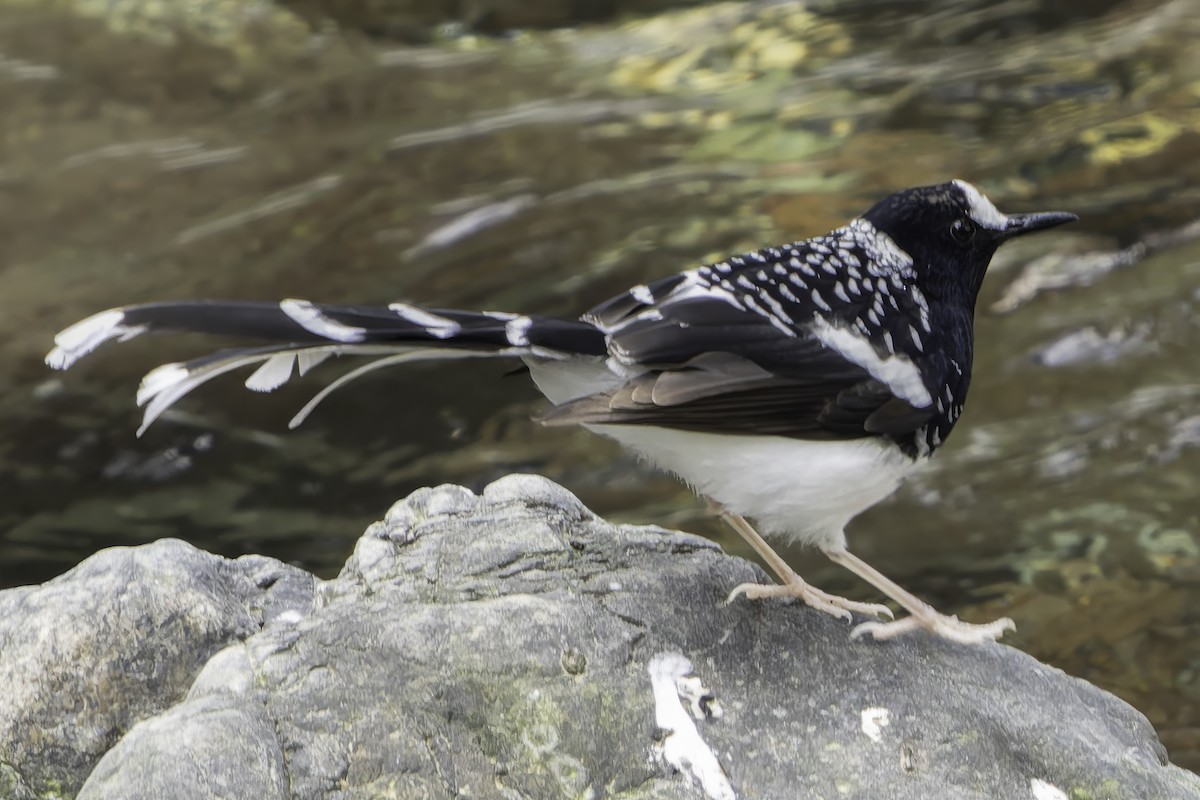 Spotted Forktail - ML620269431