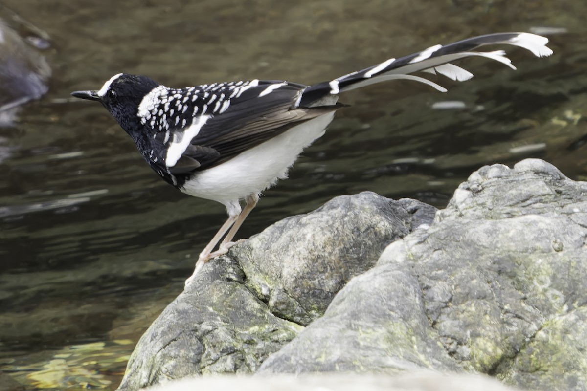 Spotted Forktail - ML620269432