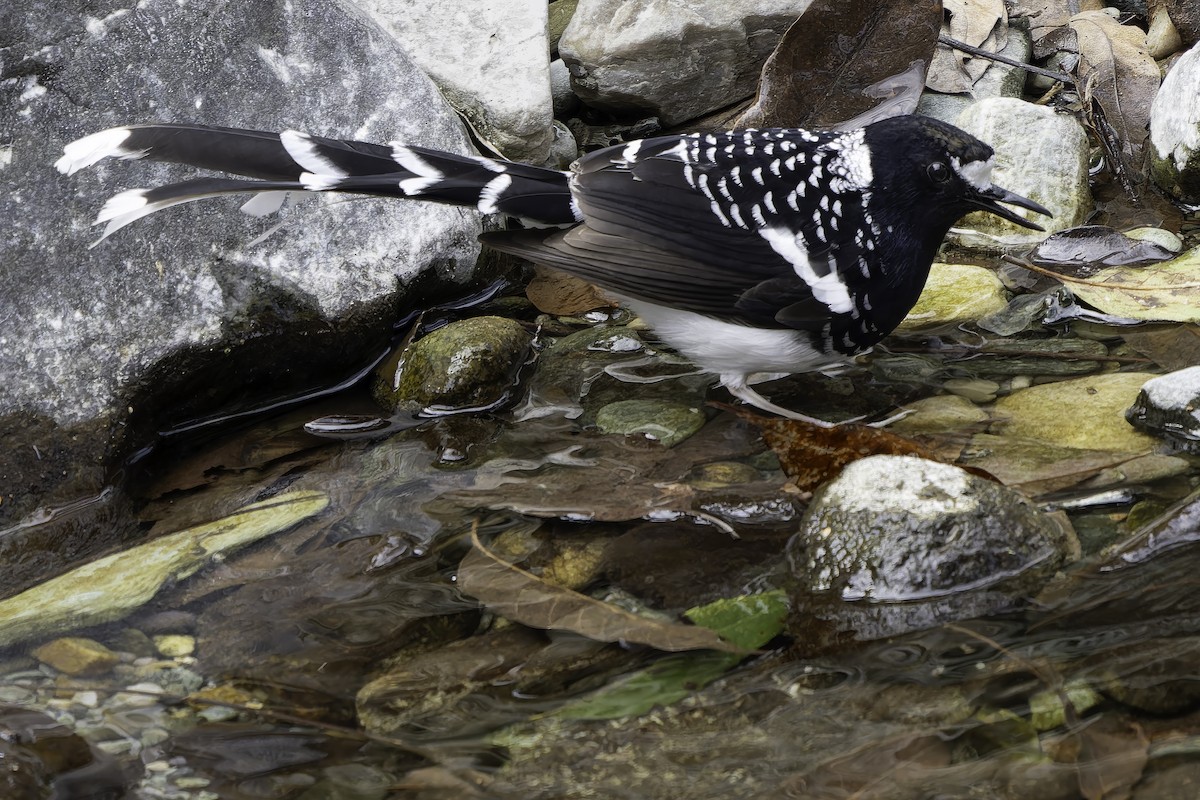 Spotted Forktail - ML620269433