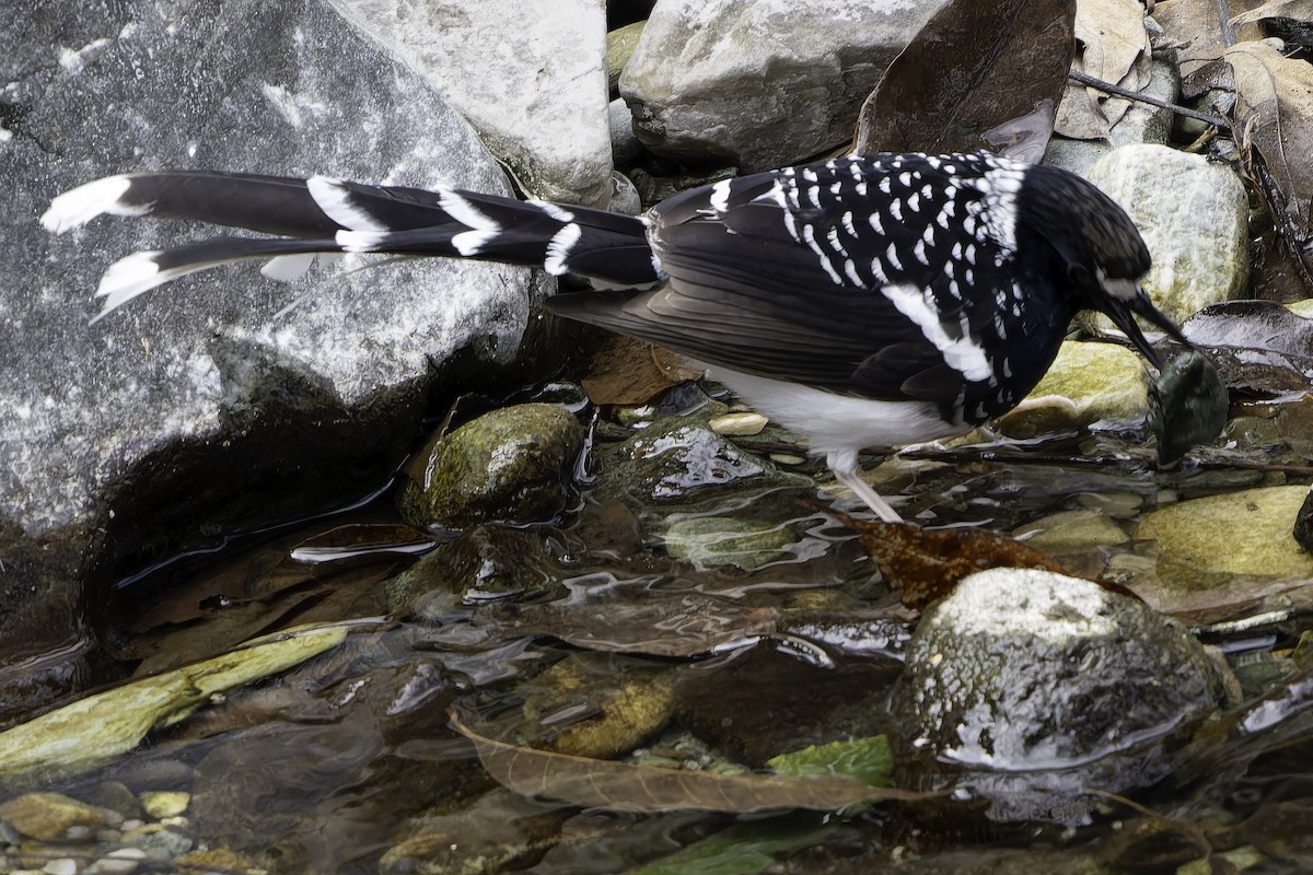 Spotted Forktail - ML620269434