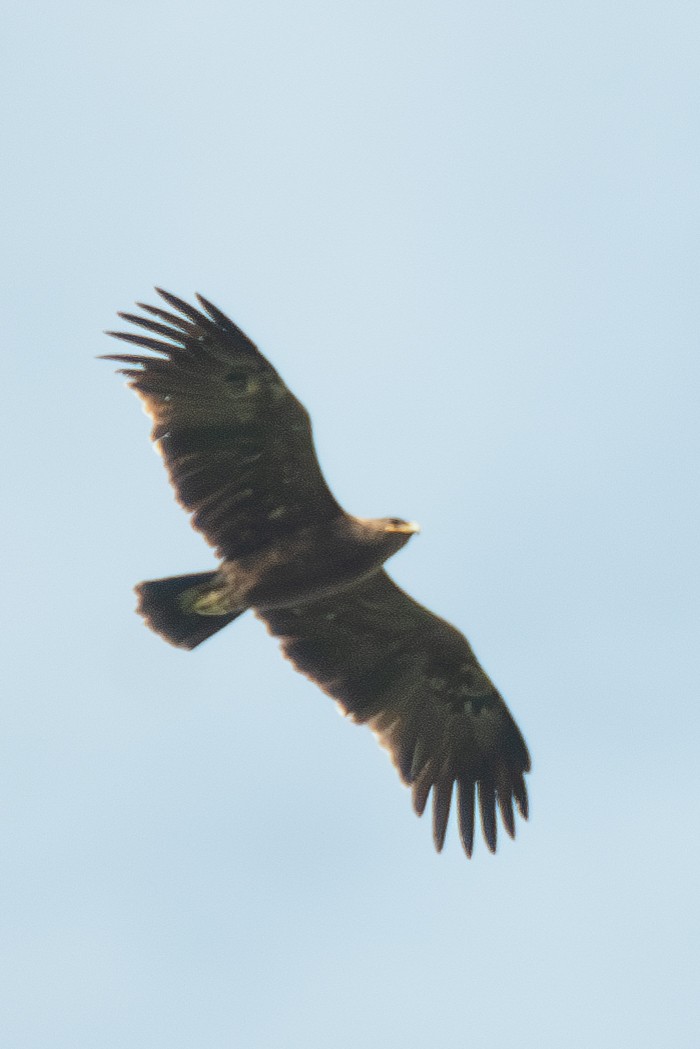 Indian Spotted Eagle - ML620269436