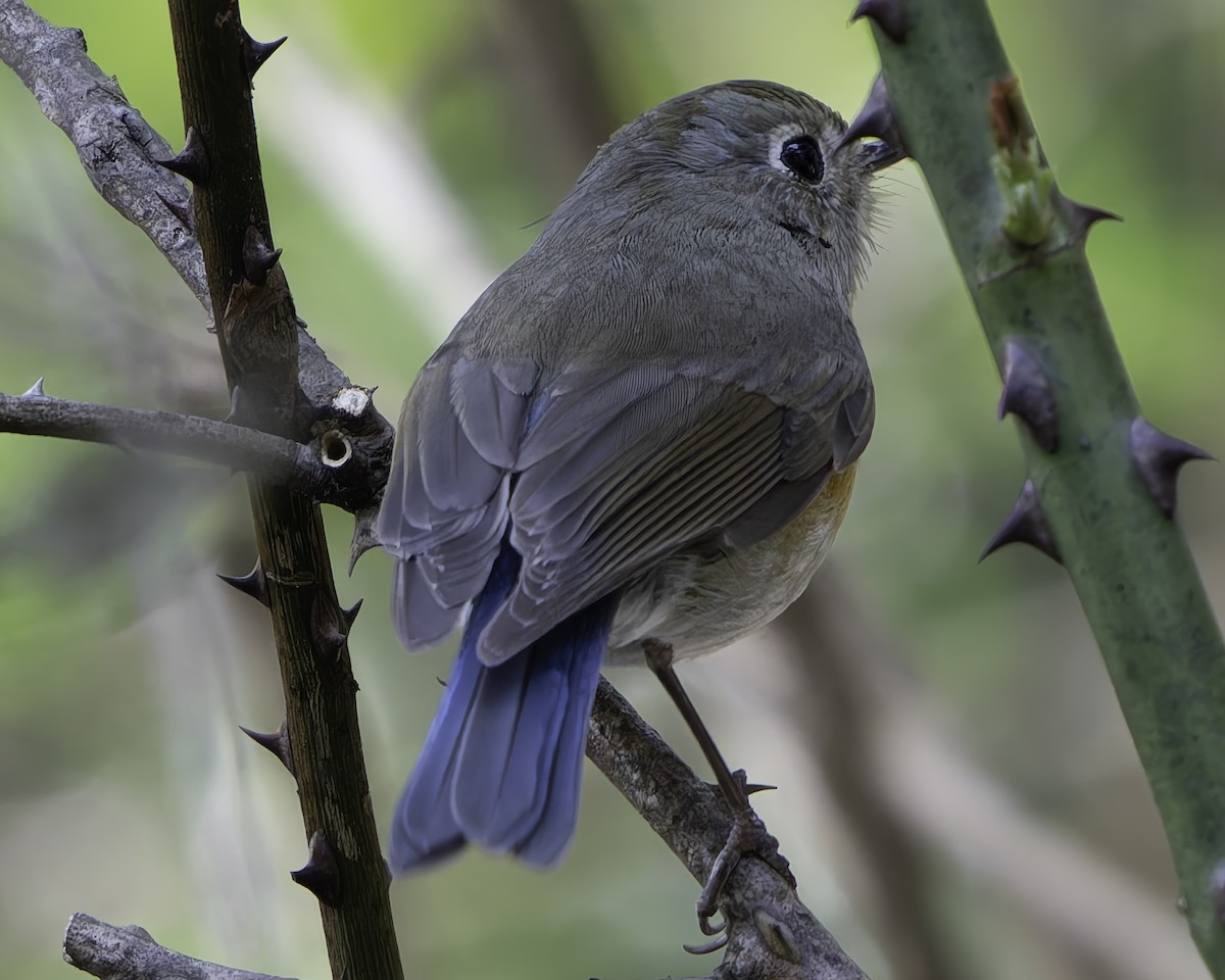 Himalayan Bluetail - ML620269439