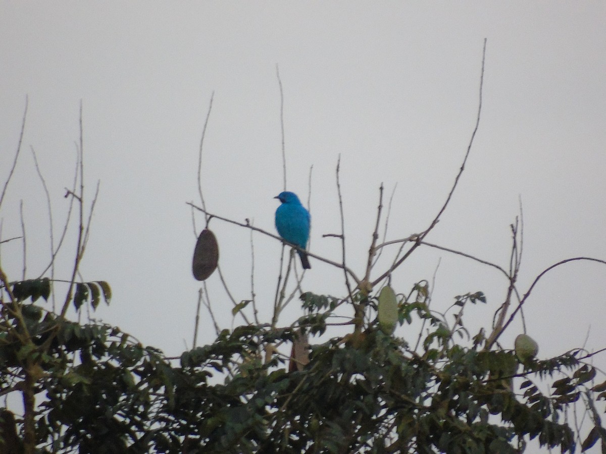 Plum-throated Cotinga - ML620269458