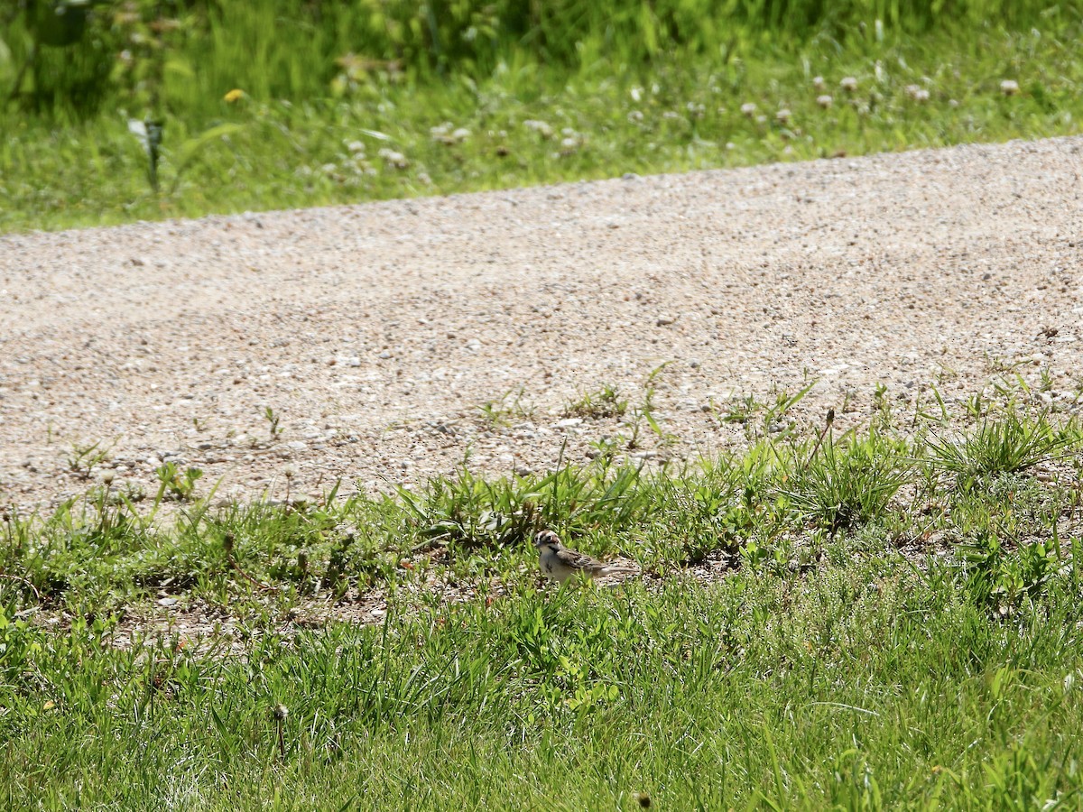 Lark Sparrow - ML620269461