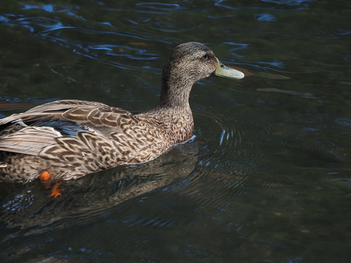 Mallard (Domestic type) - ML620269466