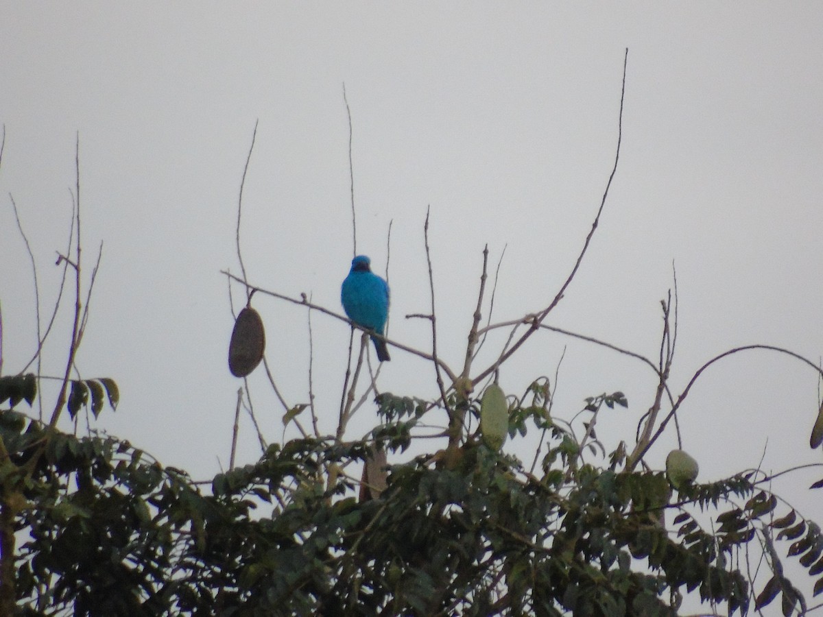 Plum-throated Cotinga - ML620269467