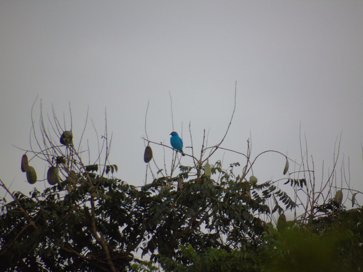 Plum-throated Cotinga - ML620269469